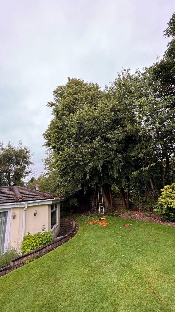 Before Image Northwest Tree Surgery