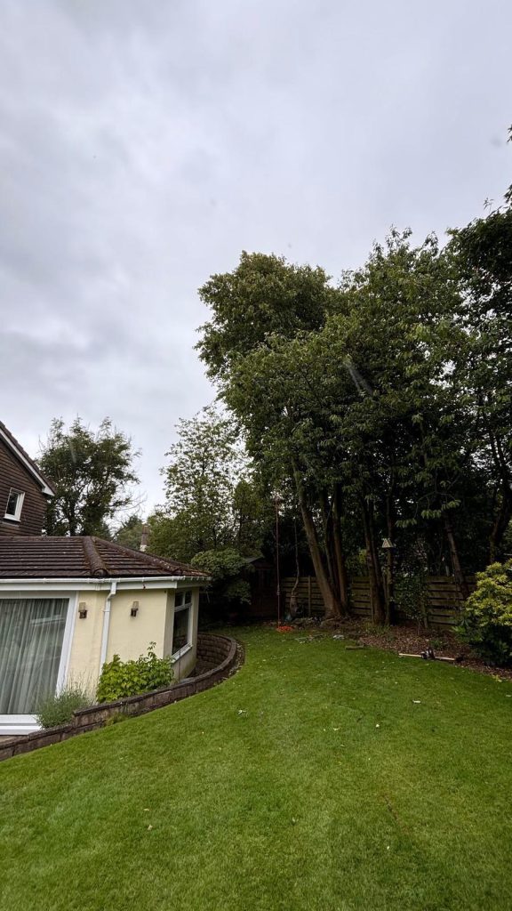 After Image Northwest Tree Surgery